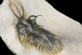 Short-Fork Walliserops Hammi Trilobite - Foum Zguid, Morocco #161462-5